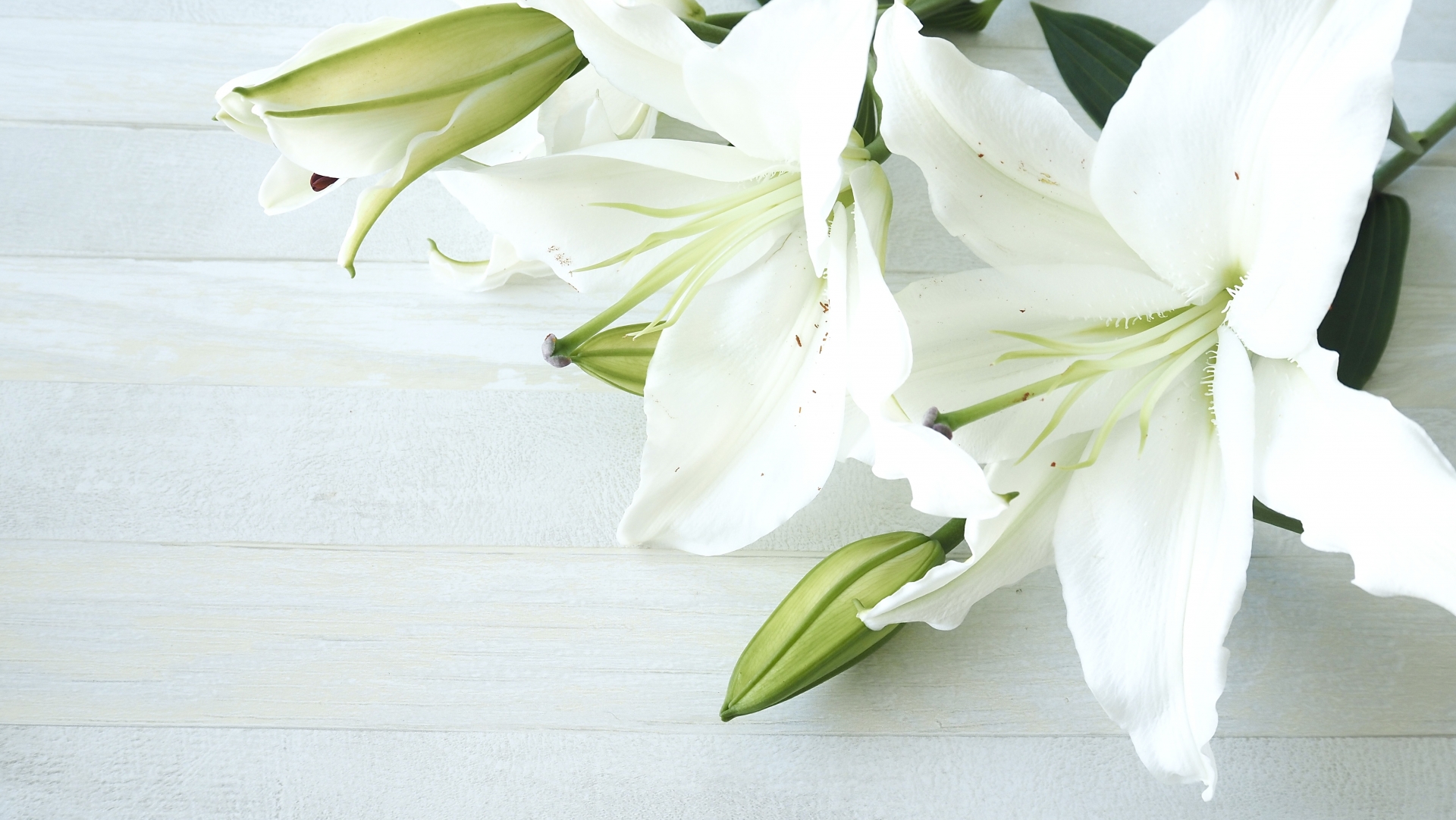 白い木製の背景に、数本の白いユリの花とつぼみが置かれています。花びらは純粋な白で、中心には淡い緑色の雄しべと雌しべが見えます。左下は白い木製パネルの背景で、右上に花が配置されています。
